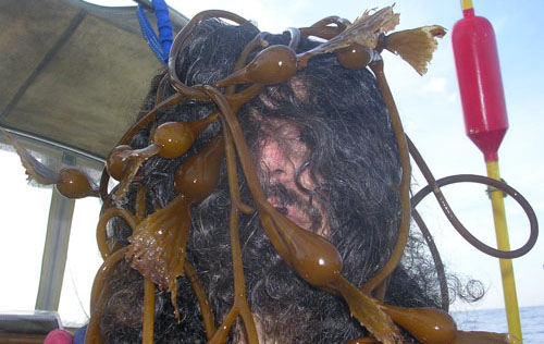 A photograph of sliced kiwifruit on a white plate