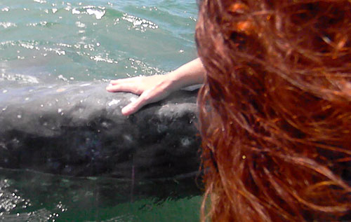 A photograph of sliced kiwifruit on a white plate